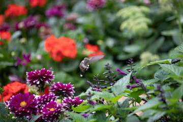 Obraz premium Hummingbird in flowers