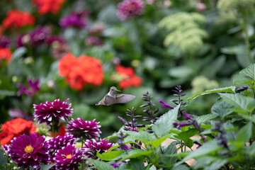 Obraz premium Hummingbird in Flowers