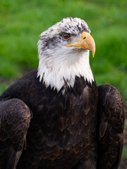 Strong bald eagle, head close-up for a portrait with its head, eye, beak, white crown with a blur background. Image. Picture. Portrait