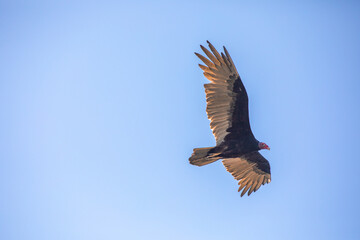 Obraz premium Vulture