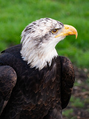 Strong bald eagle, head close-up for a portrait with its head, eye, beak, white crown with a blur background. Image. Picture. Portrait