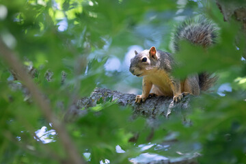 Obraz premium squirrel on a tree