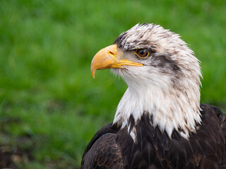 Strong bald eagle, head close-up for a portrait with its head, eye, beak, white crown with a blur background. Image. Picture. Portrait