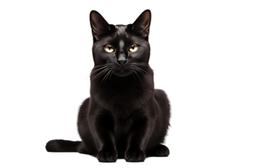 A black cat gazes directly at the camera while sitting down