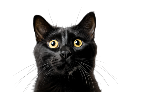 A close-up of a black cat with mesmerizing yellow eyes staring intently