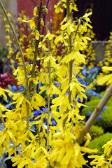 The bright yellow, spring flowers of Show Off Sugar Baby forsythia (Forsythia 'Nimbus')