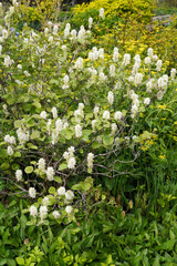 Dwarf fothergilla (Fothergilla gardenii) in flower in a garden setting
