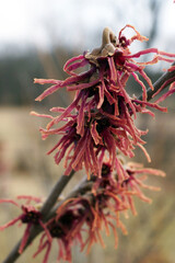 Closeup of the red flowers of 'Washington Park' vernal witch hazel  (Hamamelis vernalis 'Washington Park')