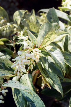 Closeup of the variegated leaves (foliage) and flowers of 'Rainbow' drooping leucothoe (Leucothoe 'Rainbow', also known as 'Girard's Rainbow').