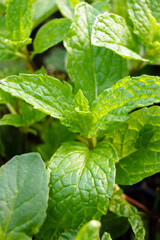 Closeup of the foliage (leaves) of 'Mojito' mint (Mentha spicata 'Mojito'), a type of spearmint