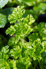 The frilly, crinkled foliage (leaves) of 'Triple Curled' curly parsley (Petroselinum crispum var. crispum), an herb used for flavor or as a garnish