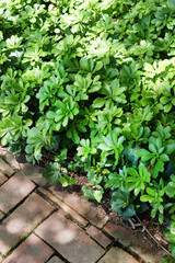 A groundcover patch of Japanese pachysandra (Pachysandra terminalis) along a brick path with brick edging in dappled shade