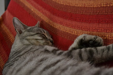 Cat, Gatto, Felino,