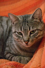 Cat, Gatto, Felino,