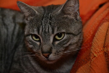 Cat, Gatto, Felino,