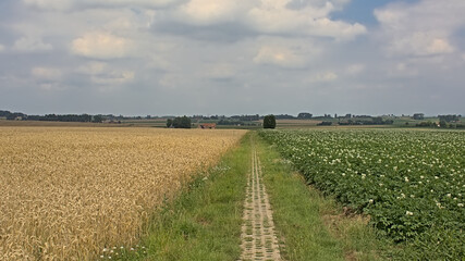 Path along agricultural wheat and potato fields with hills and forests in the background on a cloudy summer day in Kooigem, Courtrai, Flanders, Belgium 