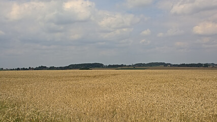 Agricultural field with golden wheat stalks with hills and forests in the background on a cloudy summer day in Kooigem, Courtrai, Flanders, Belgium 
