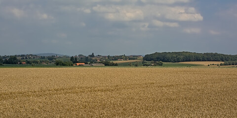 Agricultural field with golden wheat stalks with hills and forests in the background on a cloudy summer day in Kooigem, Courtrai, Flanders, Belgium 