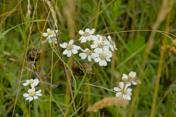 White sneezewort flowers in a field, selective focus with green bokeh background - Achillea ptarmica 