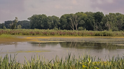 Summer landscape in the marsh in the Flemish countryside in Bourgoyen nature reserve, Ghent, Flanders, Belgiumf lauwers