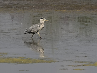 Great blue heron stepping in a lake with reflection in the water in Bourgoyen nature reserve, Ghent, Flanders Belgium - Ardea herodias