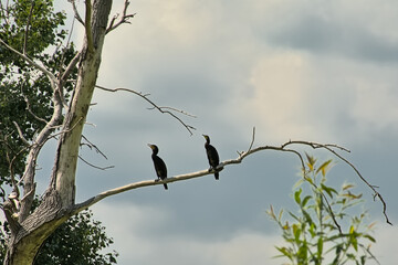  Two cormorants on a branch of a dead tree on a cloudy day in bourgoyen nature reserve, Ghent, Flanders, Belgium - - Phalacrocoracidae 