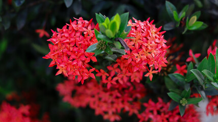 Close up of flowers growing on plant