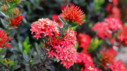 Close up of flowers growing on plant