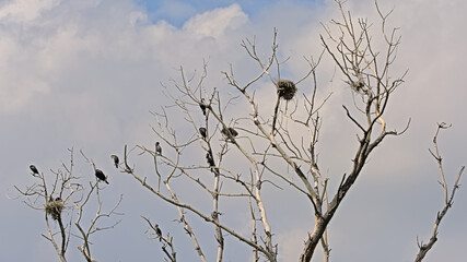 Shags and their nests in a bare treetop in Bourgoyen nature reserve, Ghent, Belgium =...