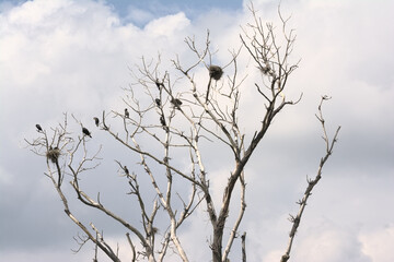 Shags and their nests in a bare treetop in Bourgoyen nature reserve, Ghent, Belgium = Phalacrocoracidae