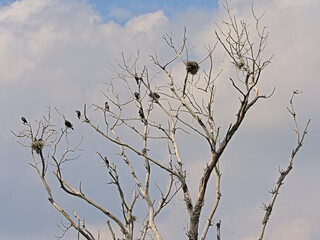 Shags and their nests in a bare treetop in Bourgoyen nature reserve, Ghent, Belgium = Phalacrocoracidae