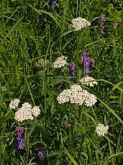 White sneezewort and purple vetch wildflowers in a green field, - Achillea ptarmica / - Vicia villosa 