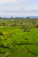 Fototapeta na wymiar Panorama of the amazing landscape of Asian rice terraces. Palm trees in a rice paddy on the island of Bali. A view of the bright green rice fields.