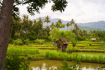 An old rickety straw hut of field workers stands in a rice paddy on the island of Bali. Panorama of the amazing landscape of Asian rice terraces.