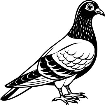 black and white pigeon standing profile clip art preview