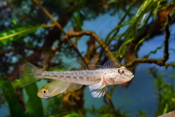 monkey goby, wild caught brackish fish spread fin and swim, Southern Bug River biotope aquarium, highly adaptable domesticated invasive pet species, LED light design, aquatic pondweed plant background