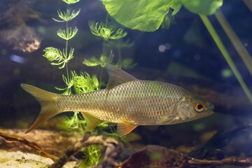 common roach, wild freshwater fish, European temperate river biotope design aquarium, hornwort, yellow water lily adaptable aquatic plant species, LED low light, shallow dof, blurred background