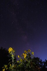 bright star track in clear deep blue night moonlit sky, yellow sunflower bloom, ripe disk heads ready for harvest, milky way shine, farm field landscape, long exposure high iso picture concept
