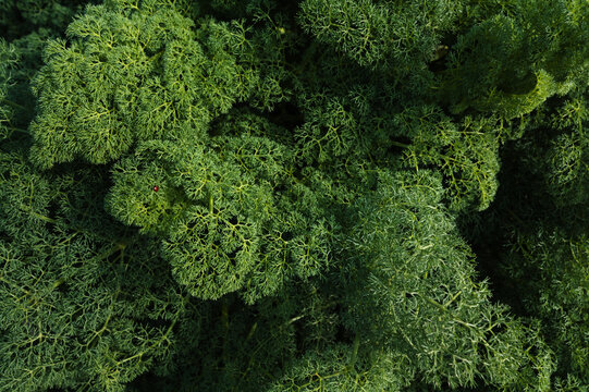 green ferula leaves in the perennial spring close-up. Natural background of plants