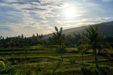 A view of tropical mountains and rice fields with palm trees on a sunny day.