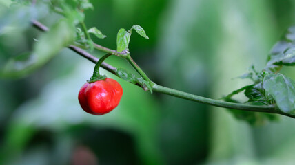 Obraz premium Pepper cultivation