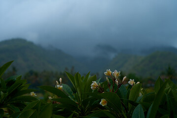 Tropical rainstorm. Drops fall on the Asian flowering frangipani tree against the background of cascading mountains.