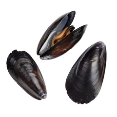Three Fresh Mussels Isolated on Transparent Background. AI., One Partially Open
