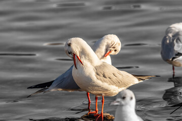 Wunderschöne Möve an einem See