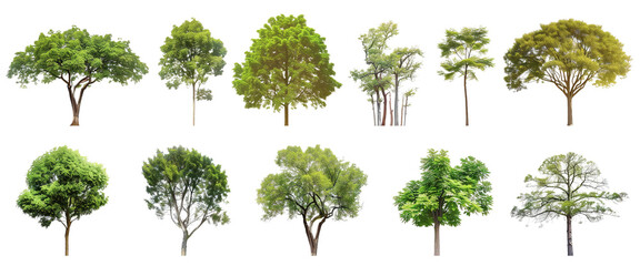 A collection of different types of trees on a png transparent background. - obrazy, fototapety, plakaty