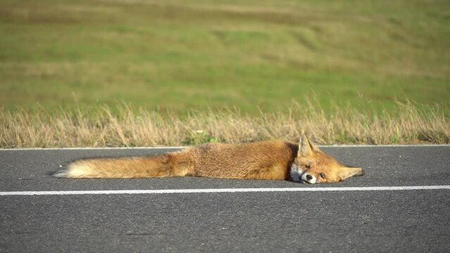 A fox is lying on the highway. An incident on the roadway. A car hit a wild animal. Protection of wild animals. No barriers along the forest and road.