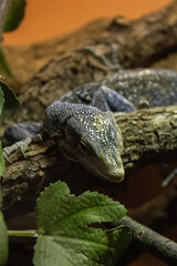 Naklejka premium lizard on the rocks