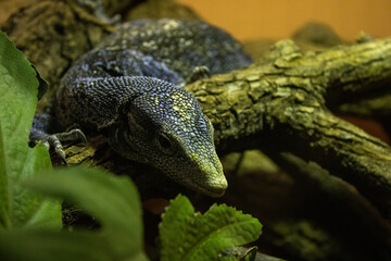 beautiful lizard up close