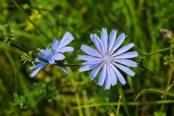 Medicinal plant chicory, Cichorium L.
Chicory grows like weeds on the roadside. Used in alternative medicine.
 - obrazy, fototapety, plakaty
