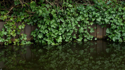 Ivy plant above lake wallpaper